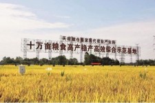 苏州关于成都商务伴游外围雇用的信息