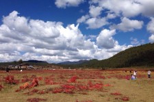 苏州旅游去处(暑期最好的旅游去处)
